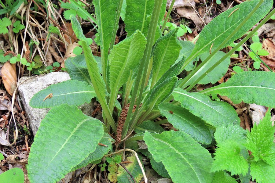 <i>Primula veris</i> L. subsp. <i>veris</i>