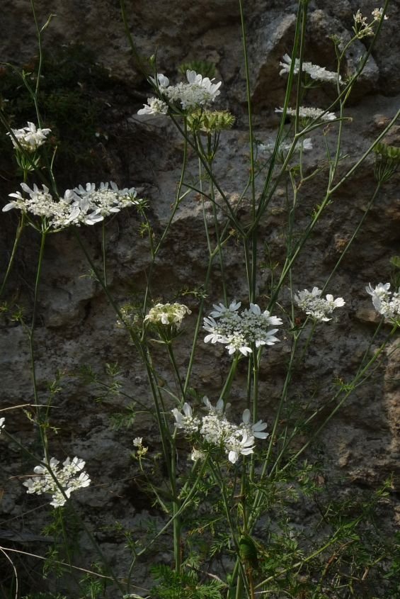 <i>Orlaya grandiflora</i> (L.) Hoffm.