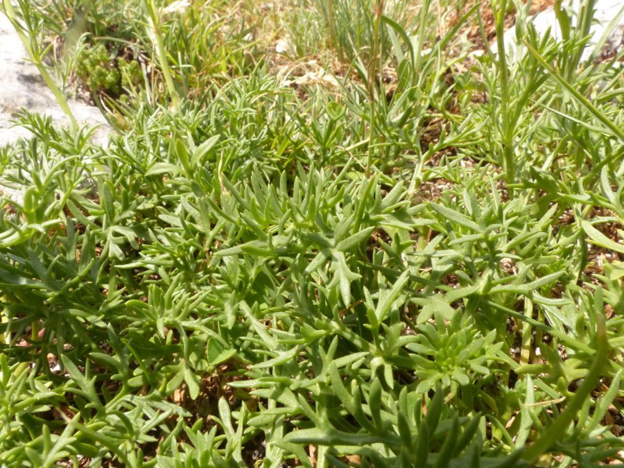 <i>Leucanthemum coronopifolium</i> Vill. subsp. <i>tenuifolium</i> (Guss.) Vogt & Greuter