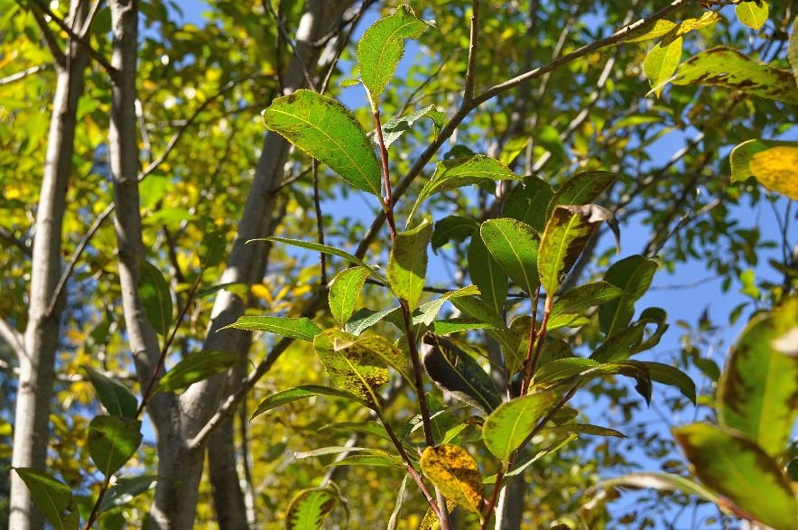 <i>Salix pentandra</i> L.