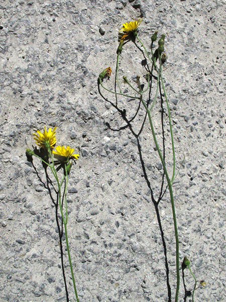 <i>Hieracium murorum</i> L. subsp. <i>perviride</i> Zahn