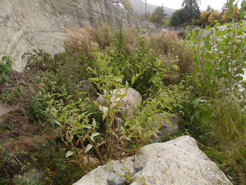 <i>Persicaria lapathifolia</i> (L.) Delarbre subsp. <i>lapathifolia</i>