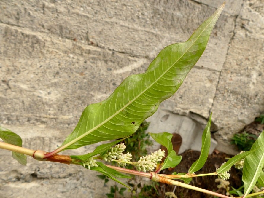 <i>Persicaria lapathifolia</i> (L.) Delarbre subsp. <i>lapathifolia</i>