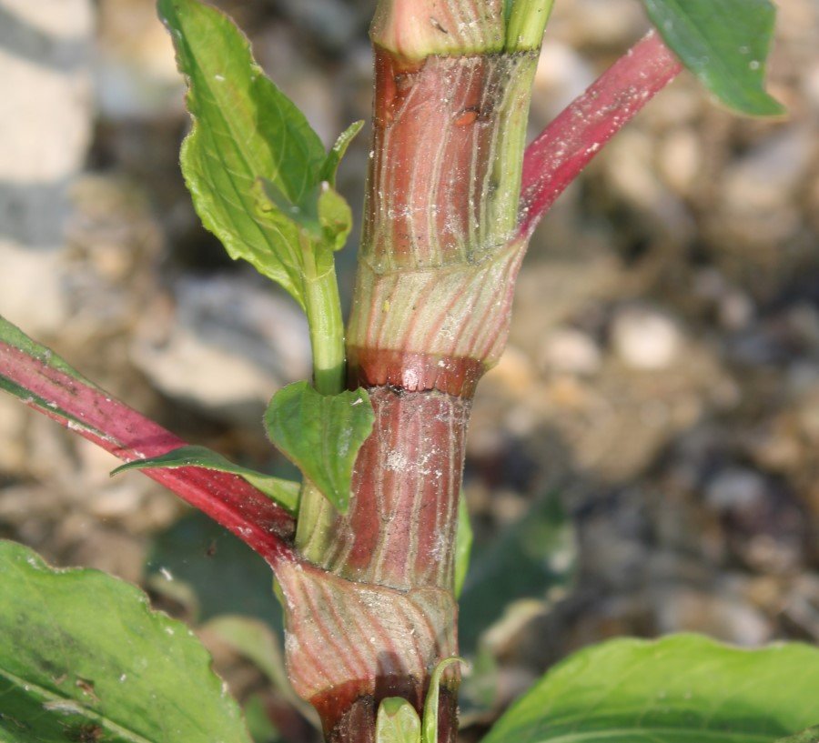 <i>Persicaria lapathifolia</i> (L.) Delarbre subsp. <i>brittingeri</i> (Opiz) Soják