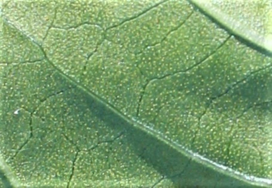 <i>Persicaria lapathifolia</i> (L.) Delarbre subsp. <i>brittingeri</i> (Opiz) Soják