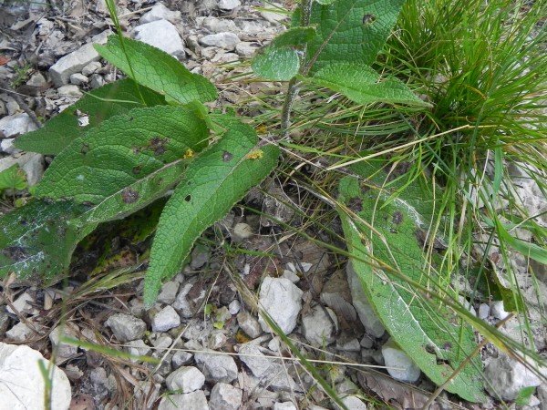 <i>Verbascum nigrum</i> L.