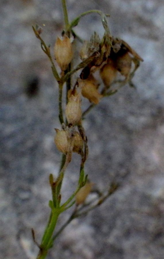 <i>Clinopodium italicum</i> (Huter) Bräuchler