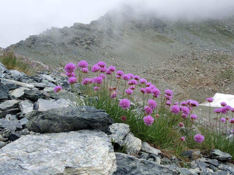 <i>Armeria alpina</i> Willd.