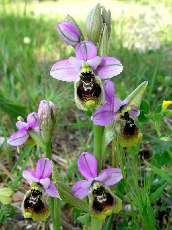 <i>Ophrys tenthredinifera</i> Willd.