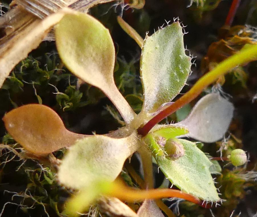 <i>Draba verna</i> L. subsp. <i>praecox</i> (Steven) Rouy & Foucaud