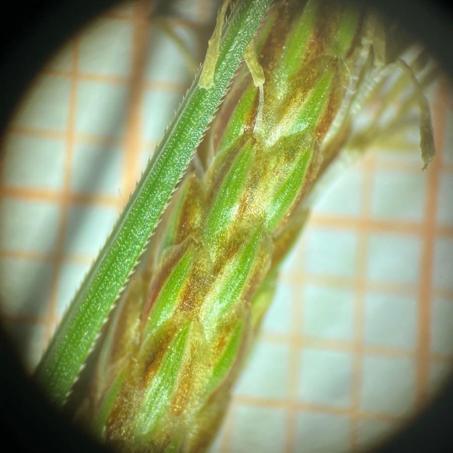 <i>Carex michelii</i> Host