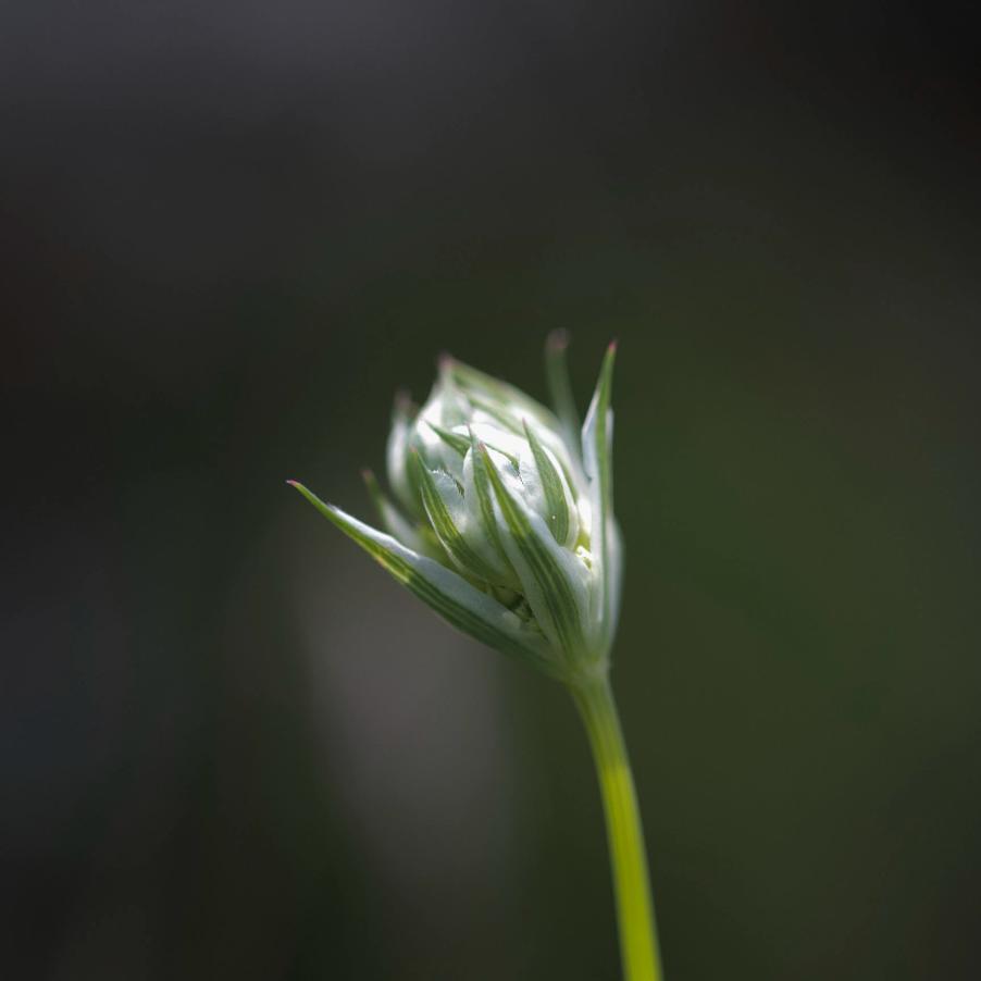 <i>Orlaya grandiflora</i> (L.) Hoffm.
