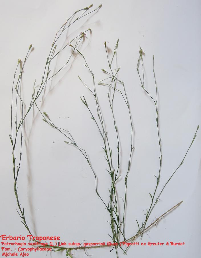 <i>Petrorhagia saxifraga</i> (L.) Link subsp. <i>gasparrinii</i> (Guss.) Pignatti ex Greuter & Burdet