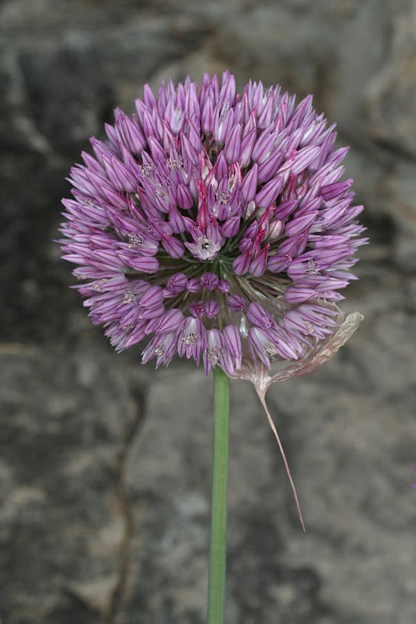<i>Allium acutiflorum</i> Loisel.