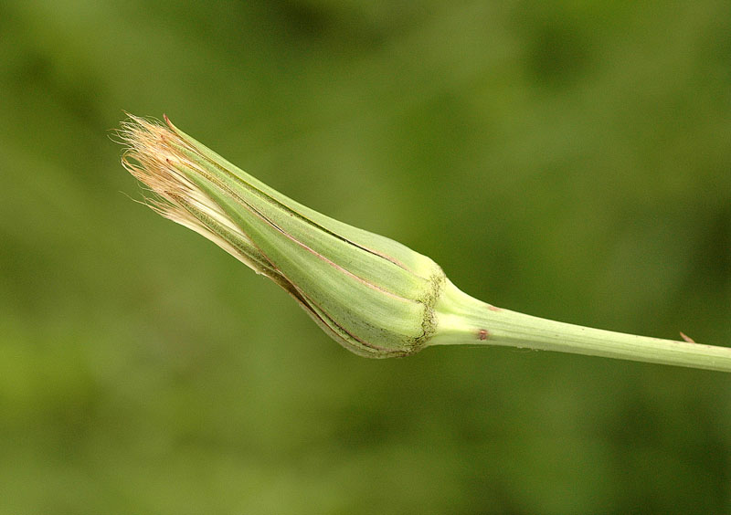 <i>Tragopogon orientalis</i> L.