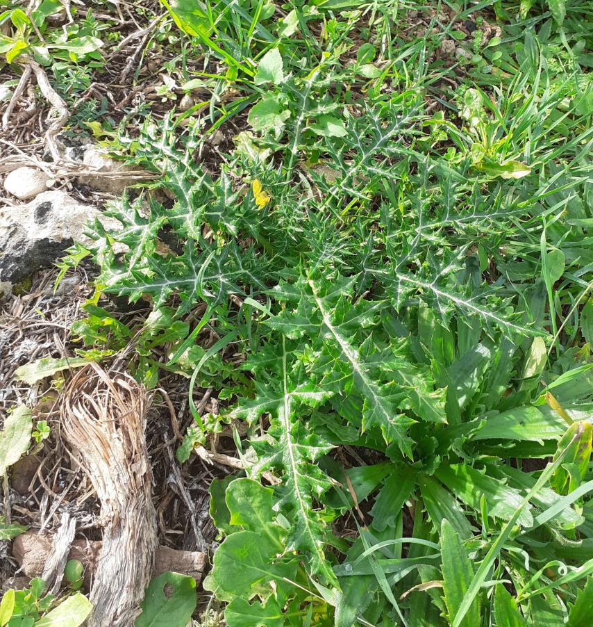 <i>Echinops spinosissimus</i> Turra subsp. <i>neumayeri</i> (Vis.) Kožuharov