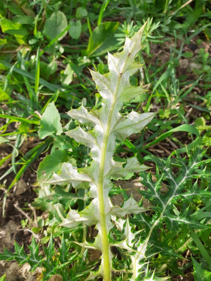 <i>Echinops spinosissimus</i> Turra subsp. <i>neumayeri</i> (Vis.) Kožuharov