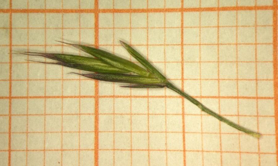 <i>Festuca rubra</i> L. subsp. <i>juncea</i> (Hack.) K.Richt.
