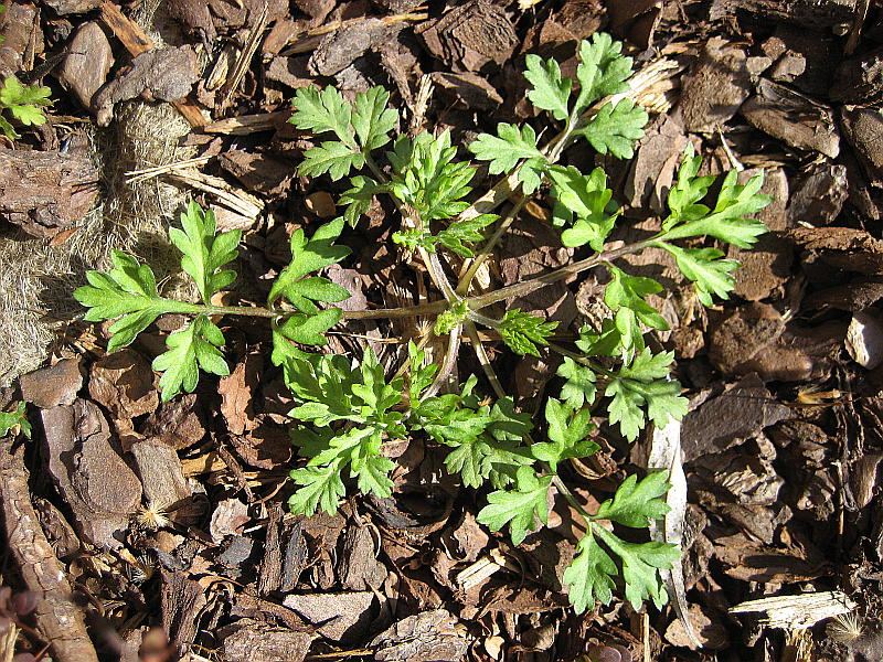 <i>Artemisia verlotiorum</i> Lamotte