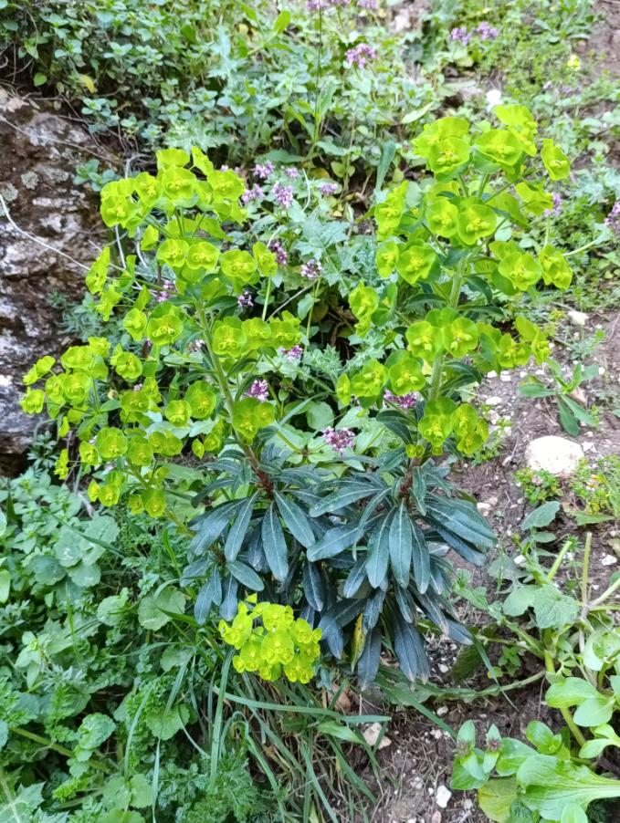 <i>Euphorbia meuselii</i> Geltman