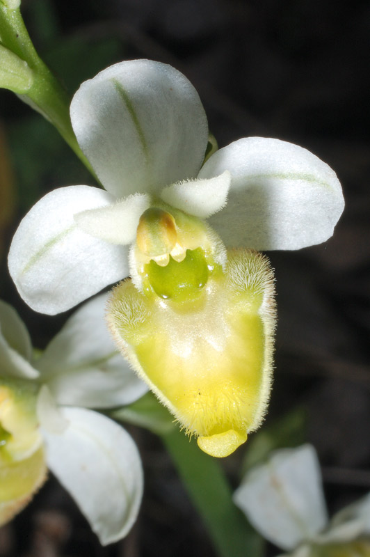 <i>Ophrys tenthredinifera</i> Willd.