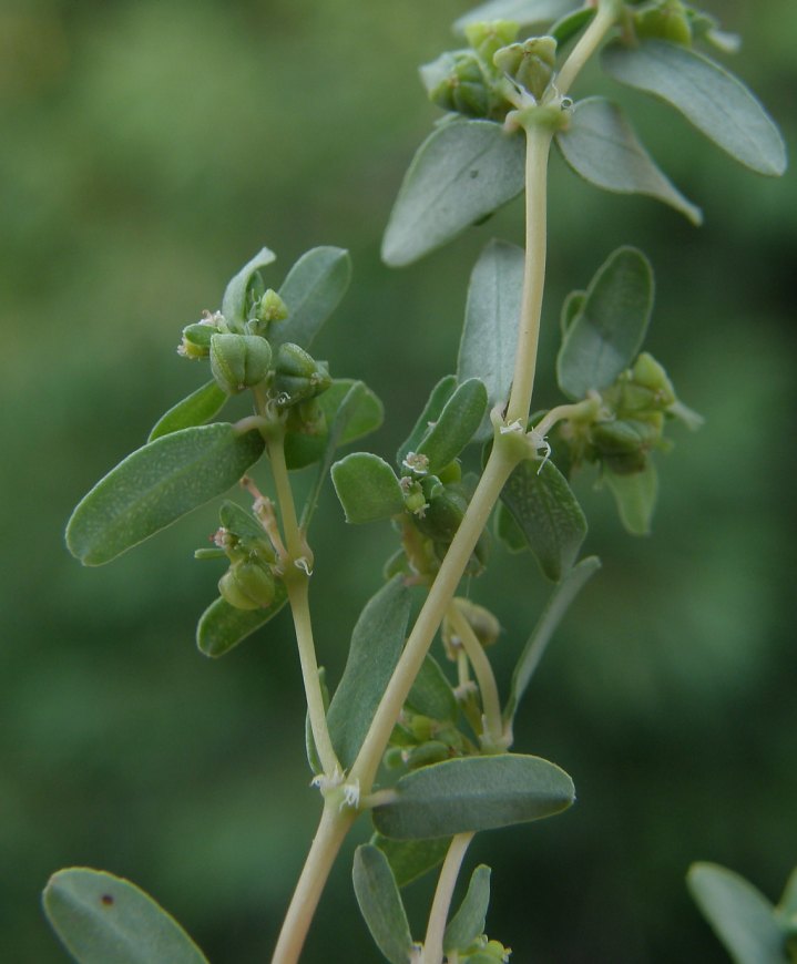 <i>Euphorbia glyptosperma</i> Engelm.