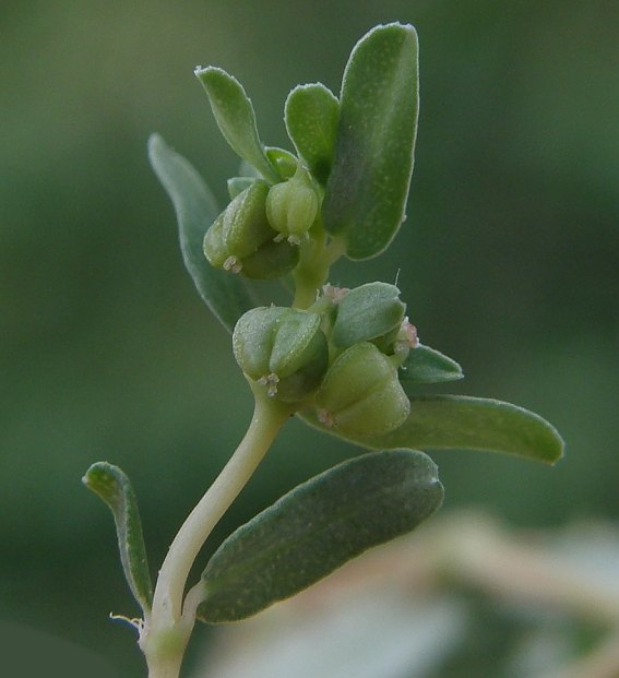 <i>Euphorbia glyptosperma</i> Engelm.