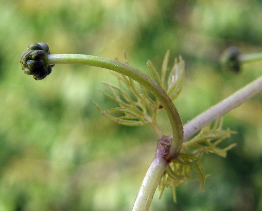 <i>Ranunculus circinatus</i> Sibth.