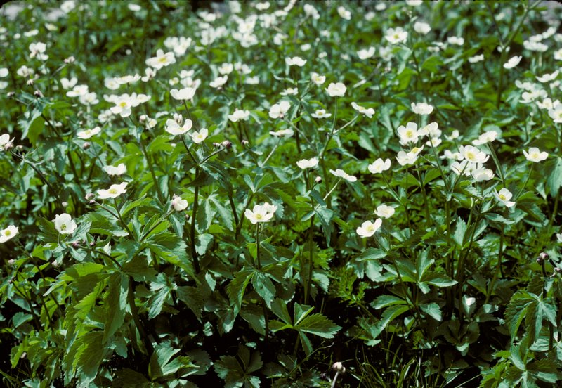<i>Ranunculus aconitifolius</i> L.