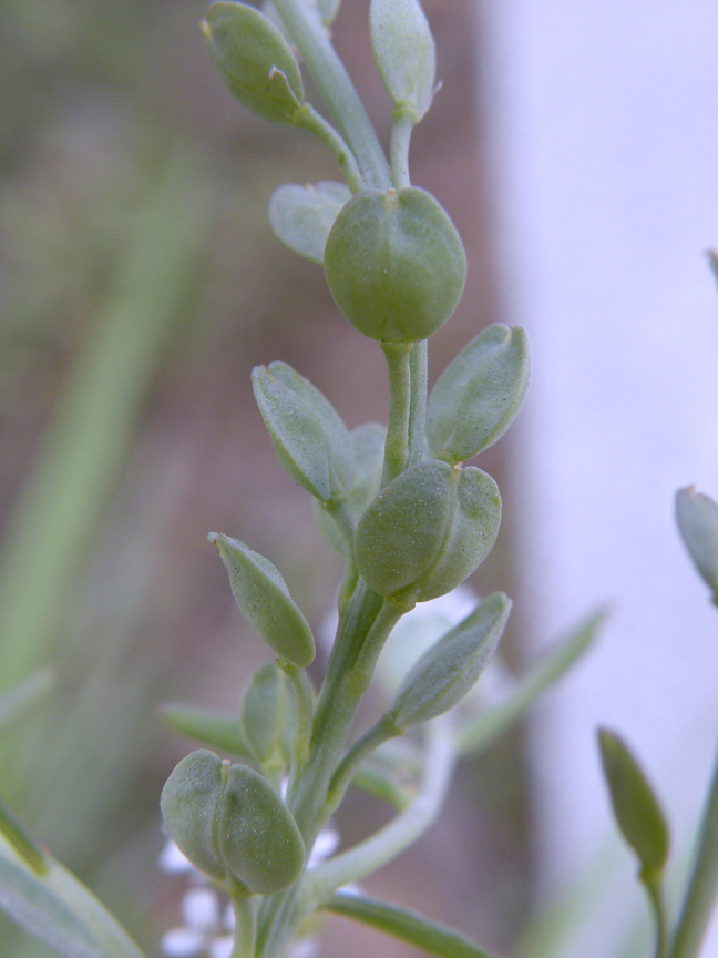 <i>Lepidium sativum</i> L. subsp. <i>sativum</i>