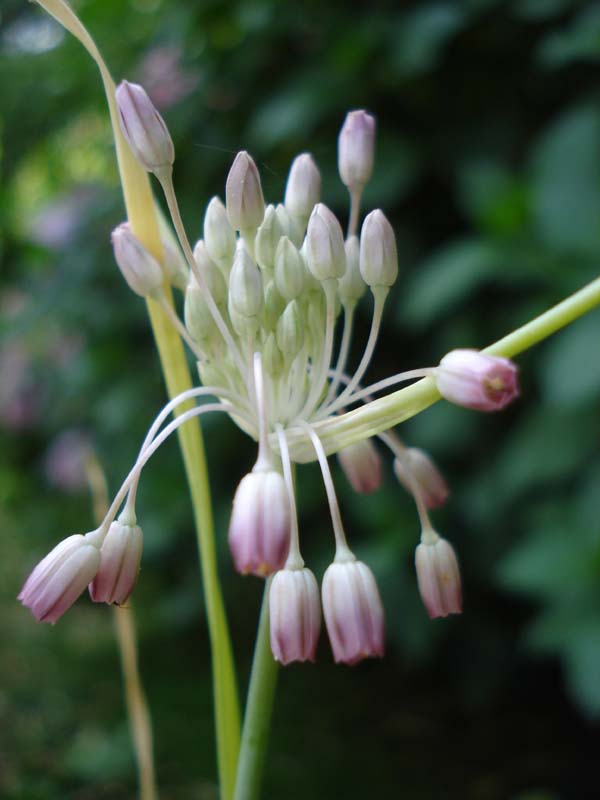 <i>Allium garbarii</i> Peruzzi