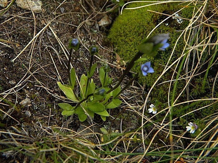 <i>Gentianella tenella</i> (Rottb.) Börner