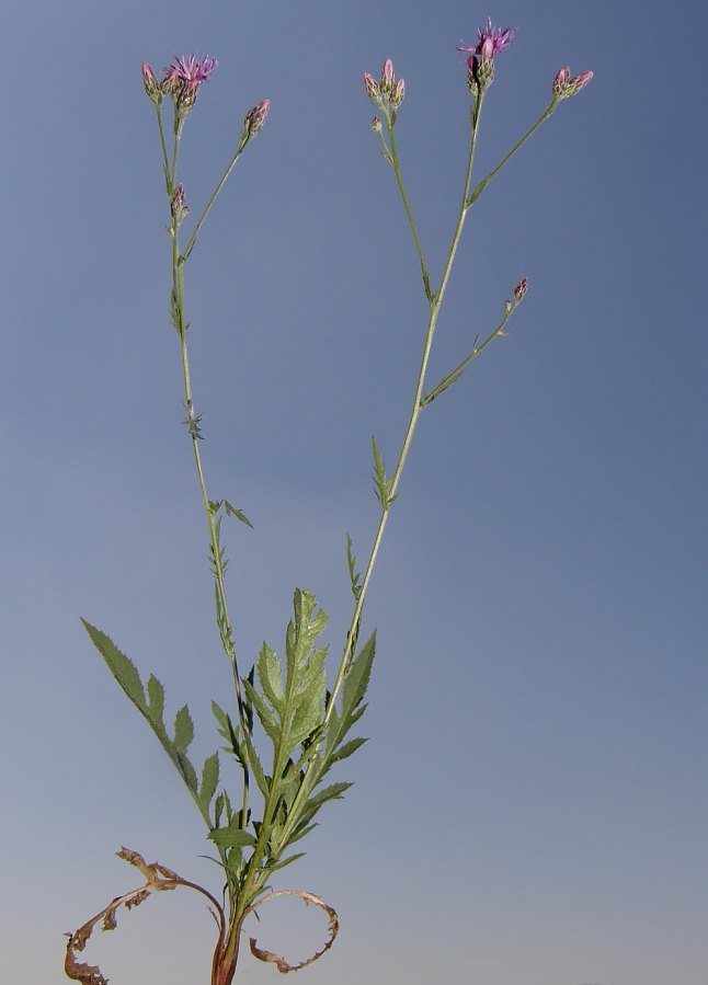 <i>Serratula tinctoria</i> L. subsp. <i>tinctoria</i>