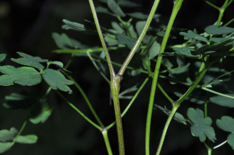 <i>Thalictrum foetidum</i> L. subsp. <i>foetidum</i>