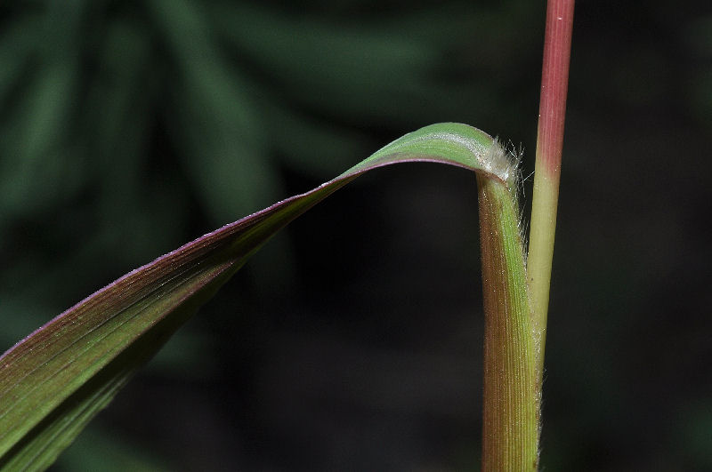 <i>Setaria italica</i> (L.) P.Beauv. subsp. <i>viridis</i> (L.) Thell.