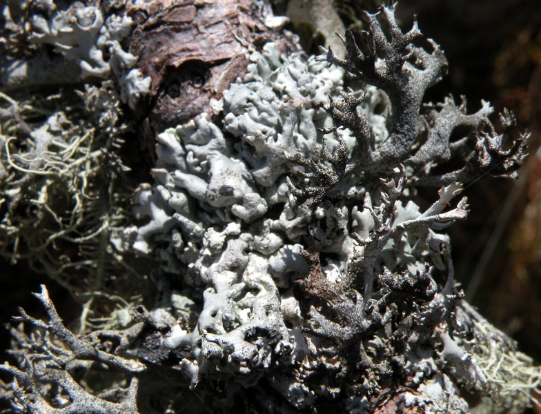 Lichene 29 Marzo 2012 166.jpg