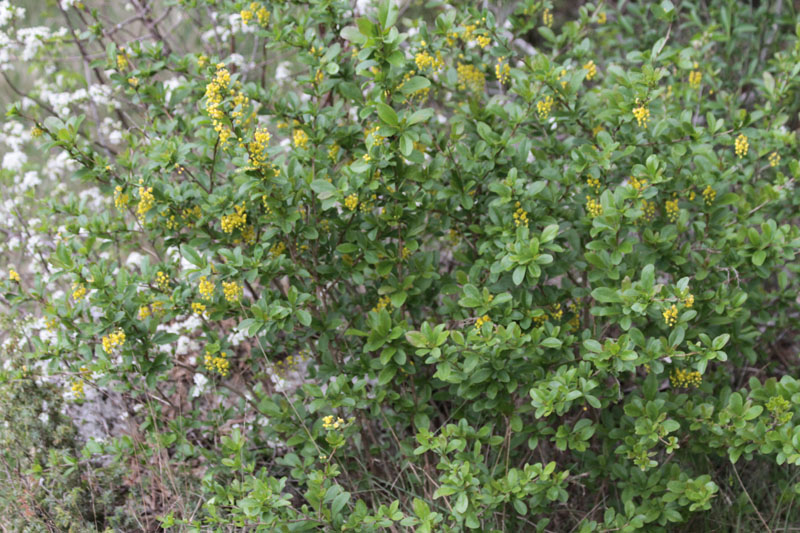 Berberis vulgaris IMG_2978.jpg