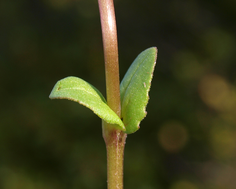 Fedia graciliflora 9.jpg