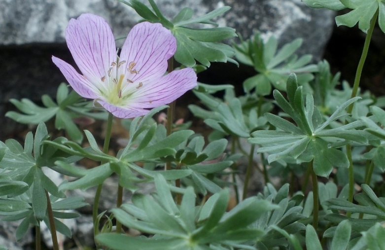 geranium argenteum L..JPG