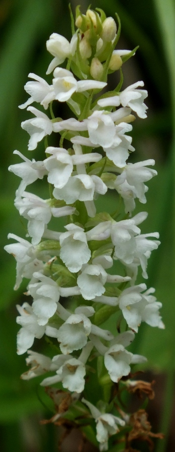 Gymnadenia odoratissima.jpg