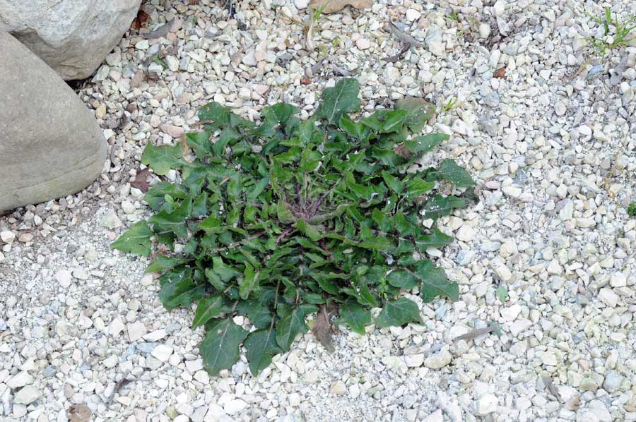 Crepis vesicaria L. subsp. taraxacifolia (Thuill.) Thell.jpg