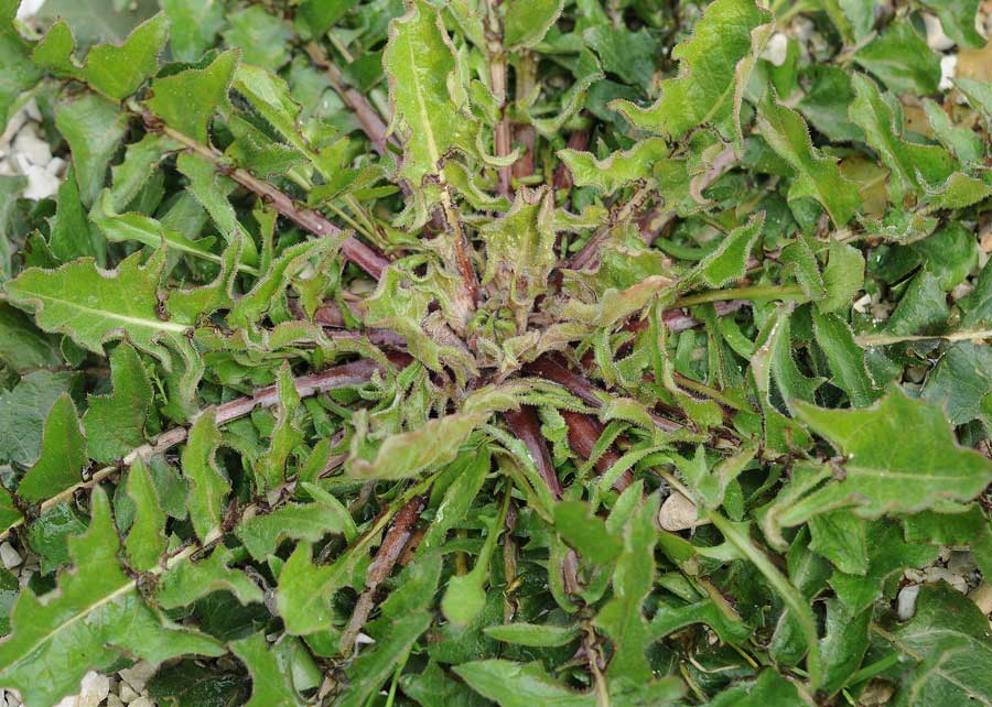 Crepis vesicaria L. subsp. taraxacifolia (Thuill.) Thell_2744.jpg