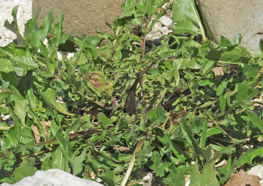 Crepis vesicaria L. subsp. taraxacifolia (Thuill.) Thell._3312.jpg