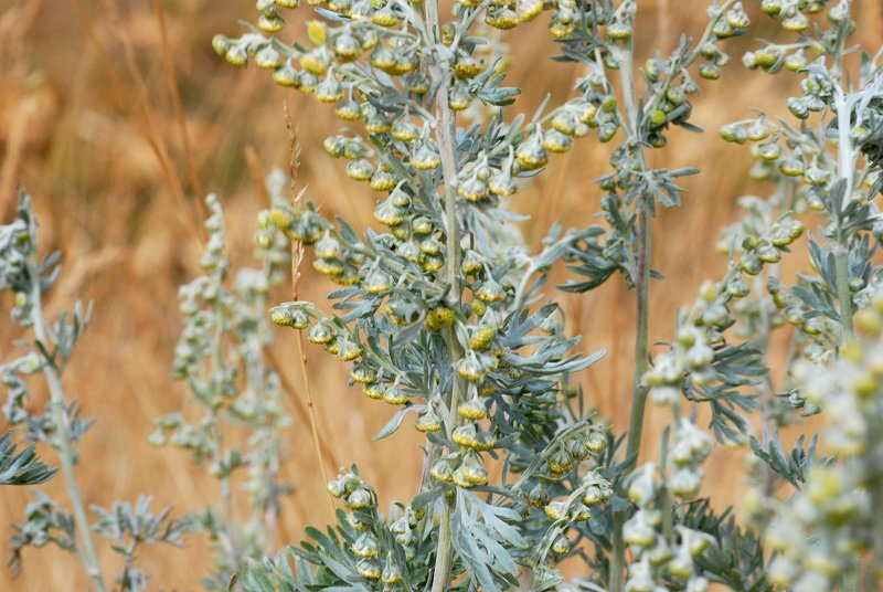 Artemisia sp 03.jpg