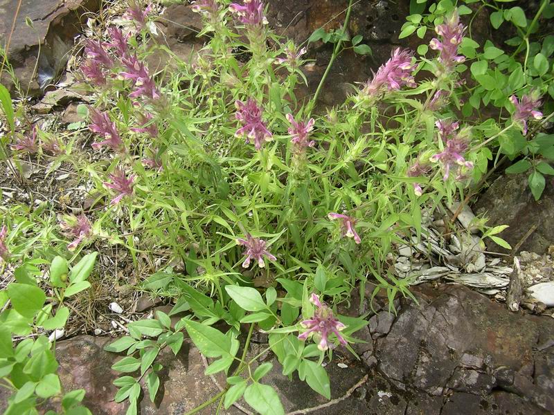 Melampyrum barbatum W. et Kit.subsp. carstiense. Ronn.JPG