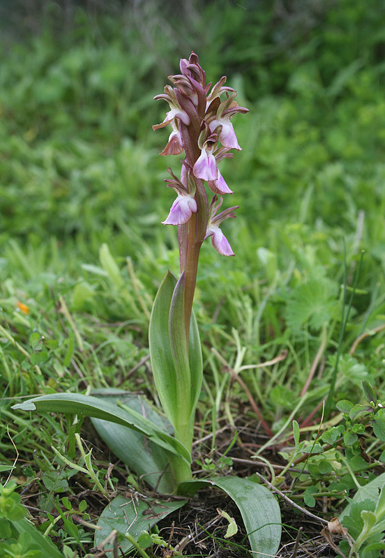 Orchis collina Banks &amp; Sol. ex Russell {F 3249}