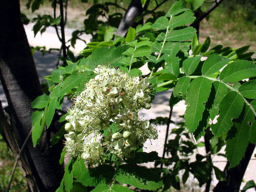 Sorbus domestica L. (6).jpg