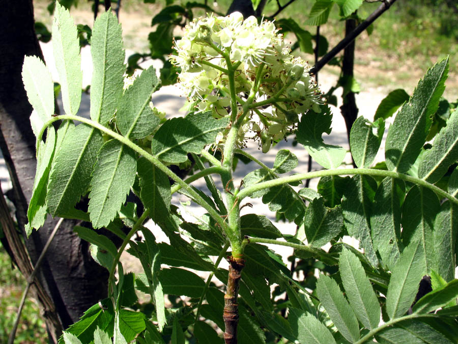 Sorbus domestica L. (7).jpg