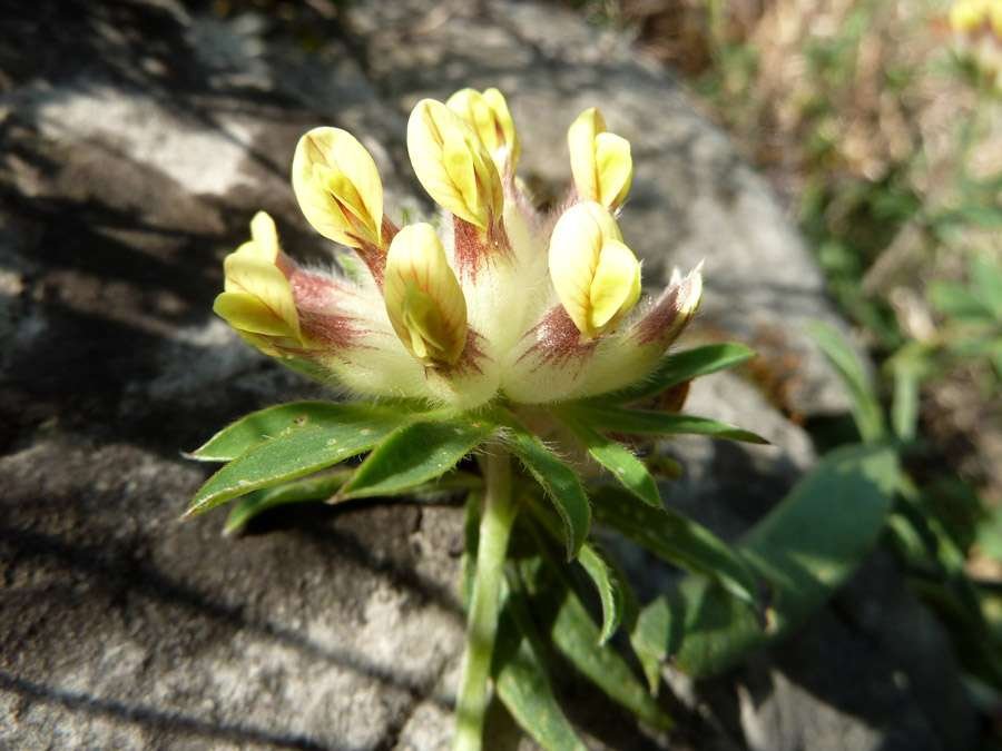 150421 Anthyllis vulneraria ssp. versicolor (1).jpg