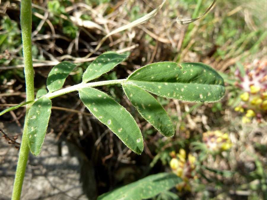 150421 Anthyllis vulneraria ssp. versicolor (2).jpg